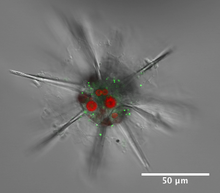 Phaeocystis symbionts within an acantharian host