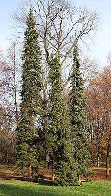 Picea omorika