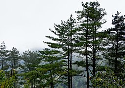 Pinus taiwanensis on east-west highway Taiwan.jpg