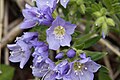 Polemonium pulcherrimum