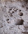 Image 43Rock mortars in Raqefet Cave, used to make beer during the Stone Age. (from History of beer)