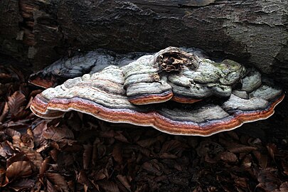 Roodgerande houtzwam (Fomitopsis pinicola)