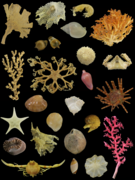 Specimen plate of benthic invertebrates collected via dredge sampling on the IIOE-2 expeditions of 2017-2018 - Oo 621473.png