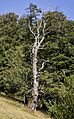 Pfad der Sinne am Schauinsland Toter Baum auf dem Schauinsland