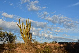 Cactus del valle del Yaqui, Sonora
