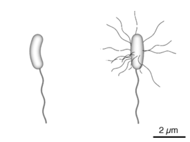 Esquema da bacteria V. cholerae