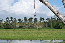 Chontalpa, Tabasco Klima montzonikoa (Am)