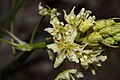 Zigadenus venenosus