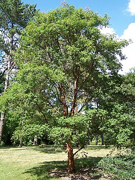 Acer griseum