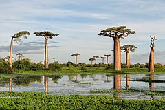 Description de l'image Adansonia grandidieri03.jpg.