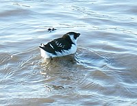 Little auk in winter plumage