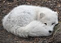 15.12.09 Polarfuchs