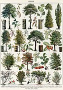 Montage drawing of Category:Botanical illustrations of several different tree species