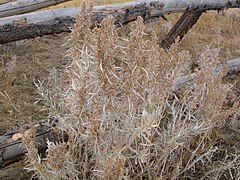 Artemisia cana (3300478532).jpg
