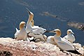 Northern Gannets at Helgoland