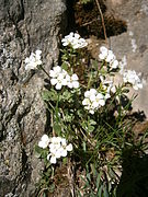 rzeżucha rezedolistna (C. resedifolia)