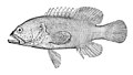 Cephalopholis cyanostigma