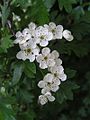 Common Common hawthorn flowers close-up