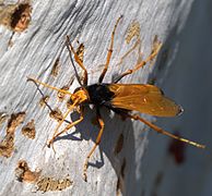 Australský druh Cryptocheilus bicolor.