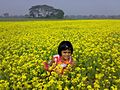 Pole brukve sítinovité (Brassica juncea) v Bangladéši