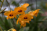 Dendrobium gibsonii