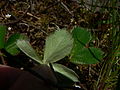 Fragaria virginiana