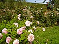 Giardino delle Rose in Florence, Italy