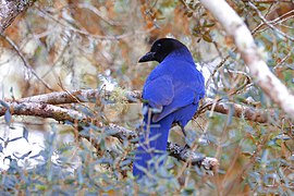 Cyanocorax caeruleus