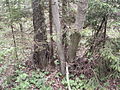 Grey stem: Alnus incana; black stem: Alnus glutinosa