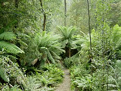 Кишна шума, Тасманија