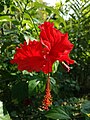 Hibiscus rosa-sinensis (181218-1639)