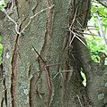 Honey Locust (Gleditsia triacanthos) thorns at Chalco Hills Recreation Area