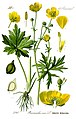 Bidende ranunkel (Ranunculus acris), et medlem af Ranunkel-ordenen (Ranunculales).