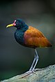 Якана (Jacana jacana)