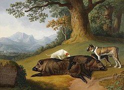 Gemälde einer Wildschweinjagd mit Stöber- und Packhunden.