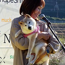 ドージミームの象徴でも知られる柴犬の「かぼす」とその飼い主