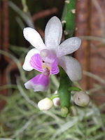 Phalaenopsis deliciosa