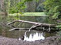 Knöpfelstaler Teich im Schortetal