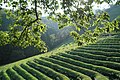 한국어: 보성의 차 English: Green tea field in Boseong.