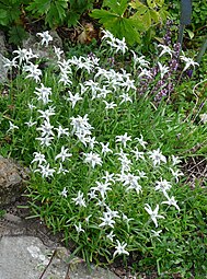 Leontopodium stracheyi (« edelweiss de los Himalayas »)