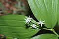 Maianthemum stellatum