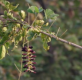 Мукуна жгучая (Mucuna pruriens)