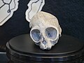 Skull of Nyanzapithecus