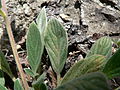 Phacelia hastata