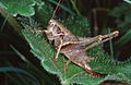 Gemeine Strauchschrecke (Pholidoptera griseoaptera) in Streuobstwiese