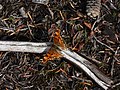 Polygonia faunus