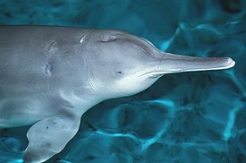 Цици — последняя особь китайского речного дельфина, содержавшаяся в неволе
