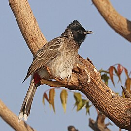 P. c. humayuni Rajasthan, India