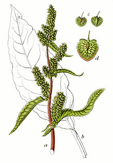 Rumex patientia