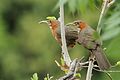 * Nomination Rusty-cheeked Scimitar Babblers at Pangot (Uttarakhand), India. By User:Gbhati --Shankar Raman 15:05, 21 July 2017 (UTC) * Promotion Good quality. --Moroder 08:13, 29 July 2017 (UTC)